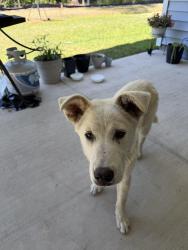Found/Stray Male Dog last seen Admiral street Conway sc, Horry County, SC 29526