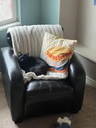 Reunited Male Cat last seen Mountain View Road , Provo, UT 84606