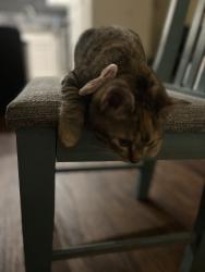 Found/Stray Female Cat last seen Near n Donahue , Auburn, AL 36832