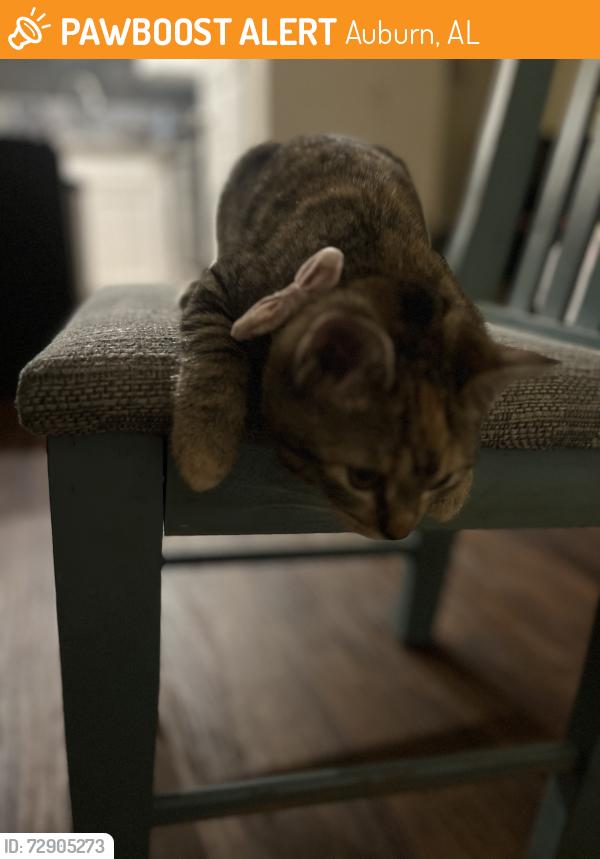 Found/Stray Female Cat last seen Near n Donahue , Auburn, AL 36832