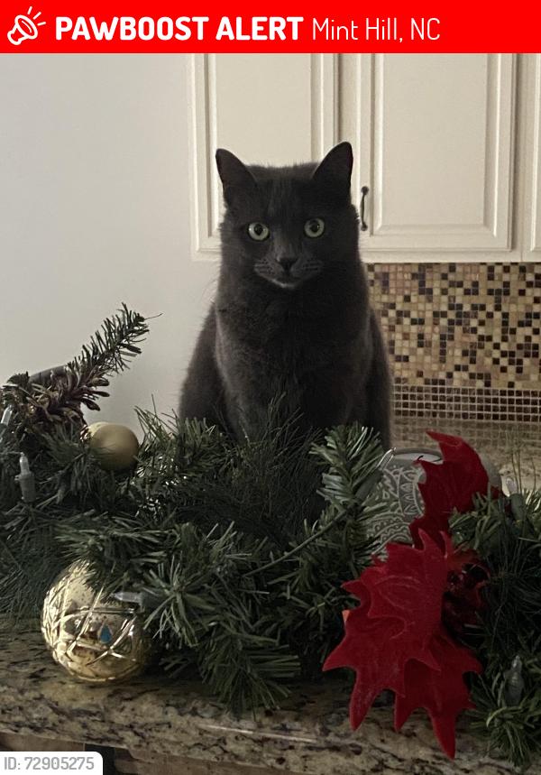 Lost Female Cat last seen Versage neighborhood, Mint Hill, NC 28227