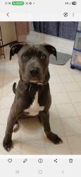 Reunited Female Dog last seen Debro rd/Shoeheel rd - old buellah rd, Johnston County, NC 27542
