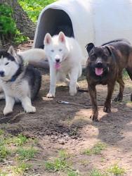Reunited Male Dog last seen Veterans hosp , Kansas City, MO 64128