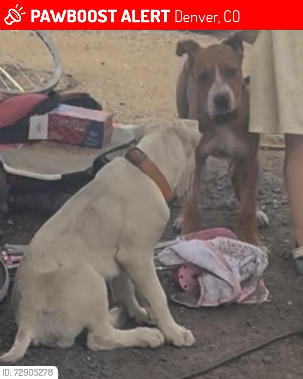 Lost Female Dog last seen 46th and Glencoe St, Denver, CO 80216