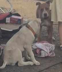 Lost Female Dog last seen 46th and Glencoe St, Denver, CO 80216