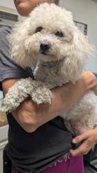 Found/Stray Unknown Dog last seen South Houston St, Kaufman, TX 75142