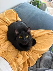 Lost Male Cat last seen Dakota Ave in Provo, Provo, UT 84606
