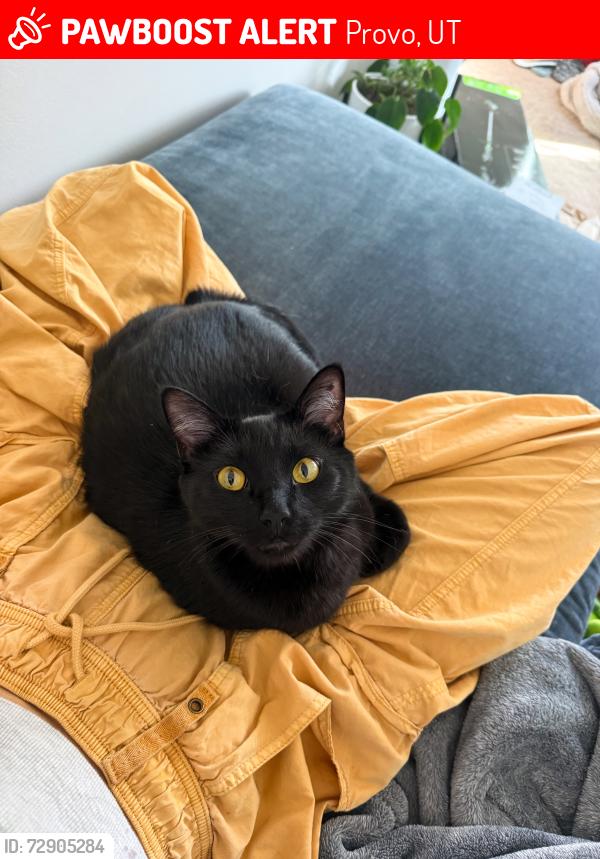 Lost Male Cat last seen Dakota Ave in Provo, Provo, UT 84606