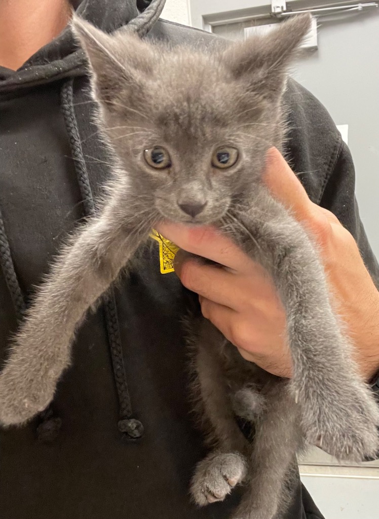 Shelter Stray Male Cat last seen Midwest City, Oklahoma City, OK 73110