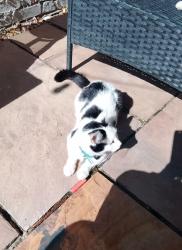 Reunited Male Cat last seen Moorland road , Cardiff, Wales CF24 2LL