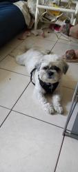 Reunited Male Dog last seen Near 88th Ave, Treasure Island, FL, Treasure Island, FL 33706