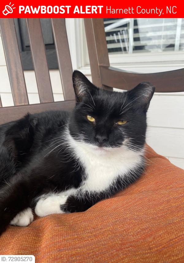 Lost Male Cat last seen Ballard Road and 401, Harnett County, NC 27526