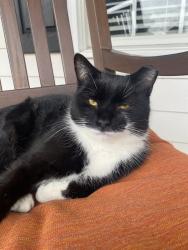 Lost Male Cat last seen Ballard Road and 401, Harnett County, NC 27526