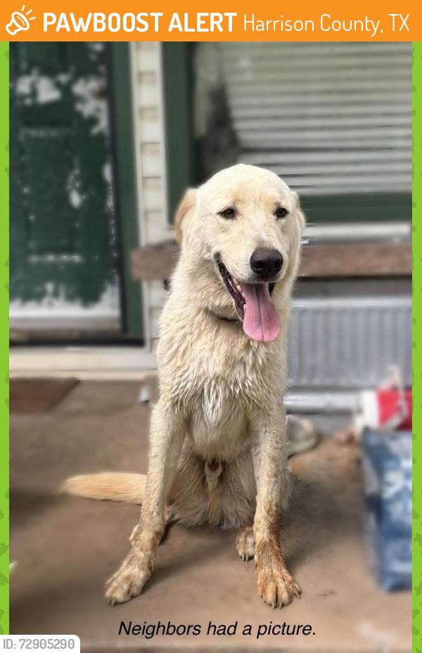 Found/Stray Male Dog last seen Loop 390 & Holmes Rd. , Harrison County, TX 75670