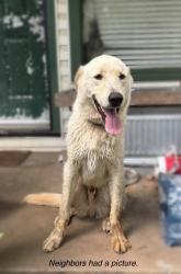 Found/Stray Male Dog last seen Loop 390 & Holmes Rd. , Harrison County, TX 75670