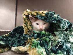Shelter Stray Male Cat last seen Bexar County, New Braunfels, TX 78130