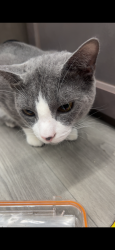 Lost Male Cat last seen In the las cruces KOA , Las Cruces, NM 88007