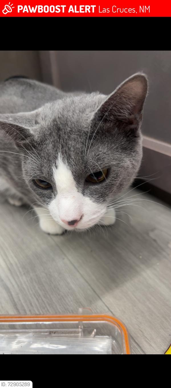 Lost Male Cat last seen In the las cruces KOA , Las Cruces, NM 88007