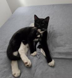 Reunited Male Cat last seen Oakmont and Jason dr, Santa Clarita, CA 91387