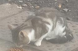 Found/Stray Unknown Cat last seen Culvert Rd, London, Greater London, England SW11 5BT