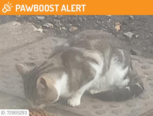 Found/Stray Unknown Cat last seen Culvert Rd, London, Greater London, England SW11 5BT