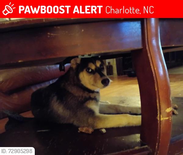 Lost Male Dog last seen Pump station rd, Charlotte, NC 28216