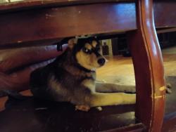 Lost Male Dog last seen Pump station rd, Charlotte, NC 28216