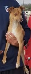 Reunited Male Dog last seen Near benhurst avenue, San Diego, CA 92122