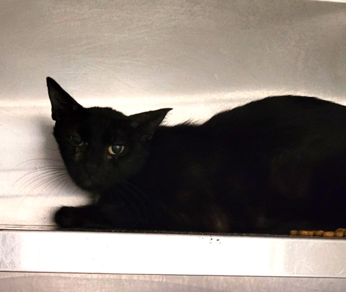 Shelter Stray Female Cat last seen , Los Angeles, CA 90047