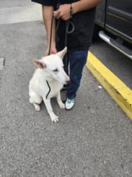 Shelter Stray Male Dog last seen , Los Angeles, CA 90047