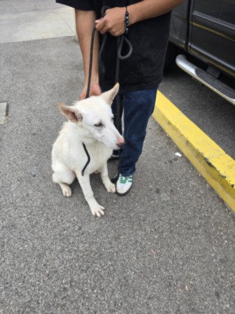 Shelter Stray Male Dog last seen , Los Angeles, CA 90047