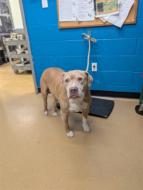 Shelter Stray Male Dog last seen OFALLON, St. Peters, MO 63376
