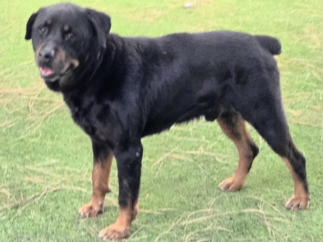 Shelter Stray Male Dog last seen , Los Angeles, CA 91405