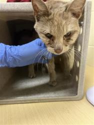 Shelter Stray Female Cat last seen 5TH AVE & 25TH ST, Sacramento, CA 95818