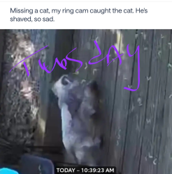 Found/Stray Unknown Cat last seen Tallawanda Dr, Worcester, MA 01603