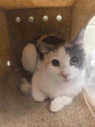Shelter Stray Female Cat last seen Near BLOCK W RIVENDELL RD, Salt Lake City, UT 84120