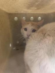 Shelter Stray Unknown Cat last seen Near BLOCK W DEBENHAM PL, Salt Lake City, UT 84120