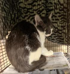 Shelter Stray Female Cat last seen , San Pedro, CA 90731