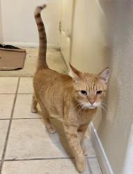 Reunited Male Cat last seen Boardwalk at Spectrum, San Diego, CA 92123