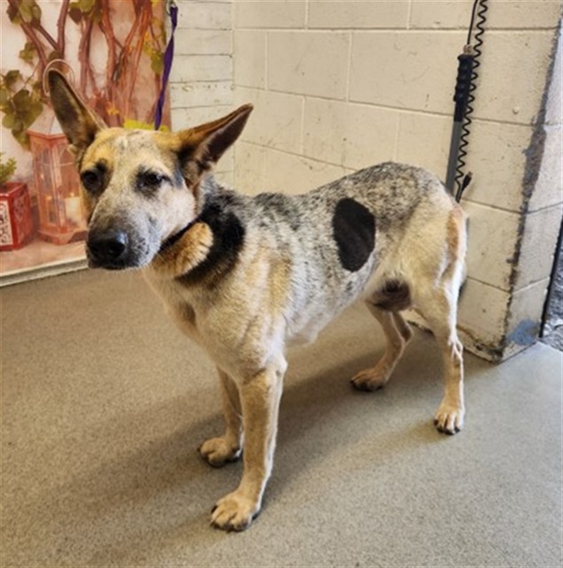 Shelter Stray Female Dog last seen SIERRA AVE X VALLEY BLVD, San Bernardino, CA 92401