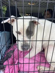 Reunited Male Dog last seen Fm 455 Fm 2450, Bolivar, TX 76266