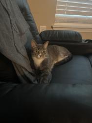 Lost Male Cat last seen Columbia Dr and Paramount Dr , Huntersville, NC 28078
