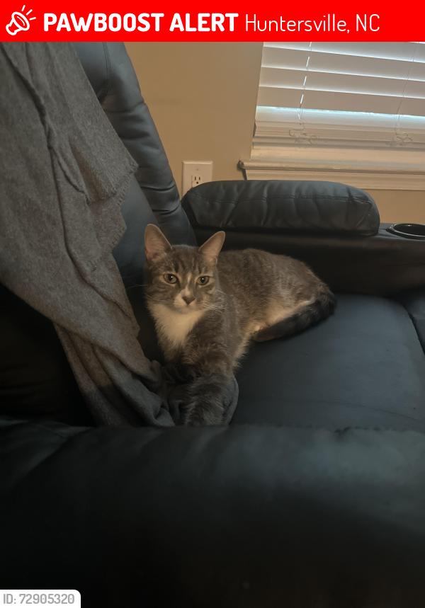Lost Male Cat last seen Columbia Dr and Paramount Dr , Huntersville, NC 28078