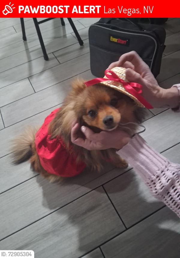 Lost Female Dog last seen Near via de palma dr, Las Vegas, NV 89146