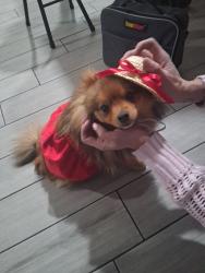 Lost Female Dog last seen Near via de palma dr, Las Vegas, NV 89146
