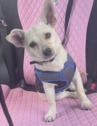Found/Stray Female Dog last seen Near corona lane, Houston, TX 77072