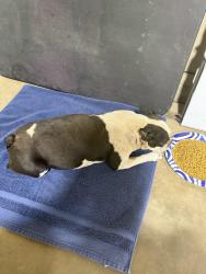 Found/Stray Female Dog last seen Near FM 2219, Amarillo, TX 79119