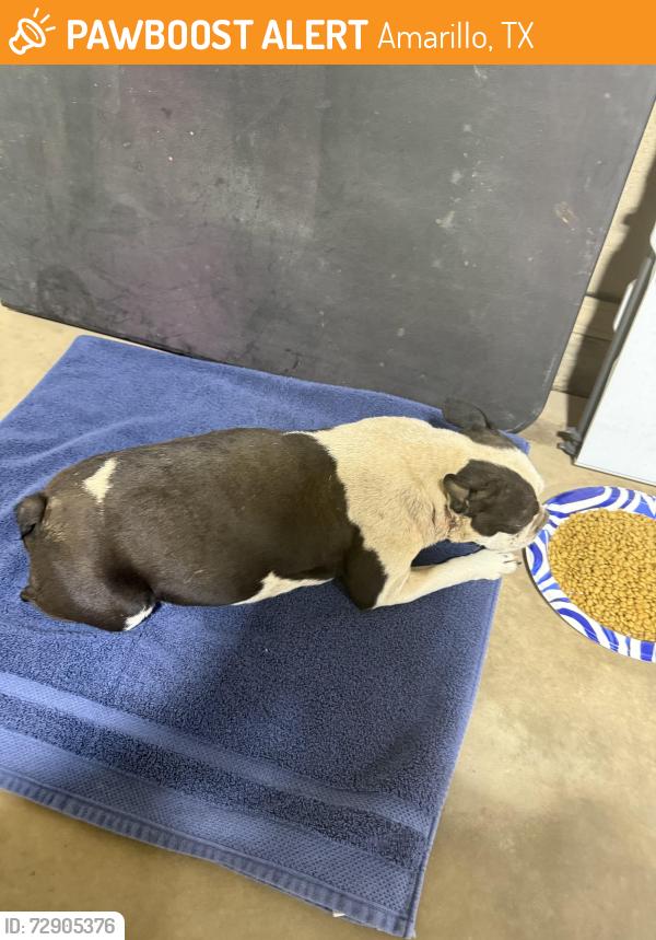 Found/Stray Female Dog last seen Near FM 2219, Amarillo, TX 79119