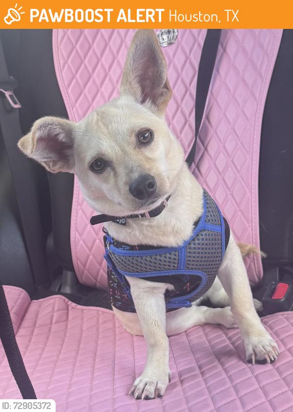 Found/Stray Female Dog last seen Near corona lane, Houston, TX 77072