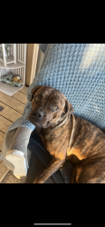 Lost Female Dog last seen Front yard near Camino Grande Ave , Casa Grande, AZ 85122